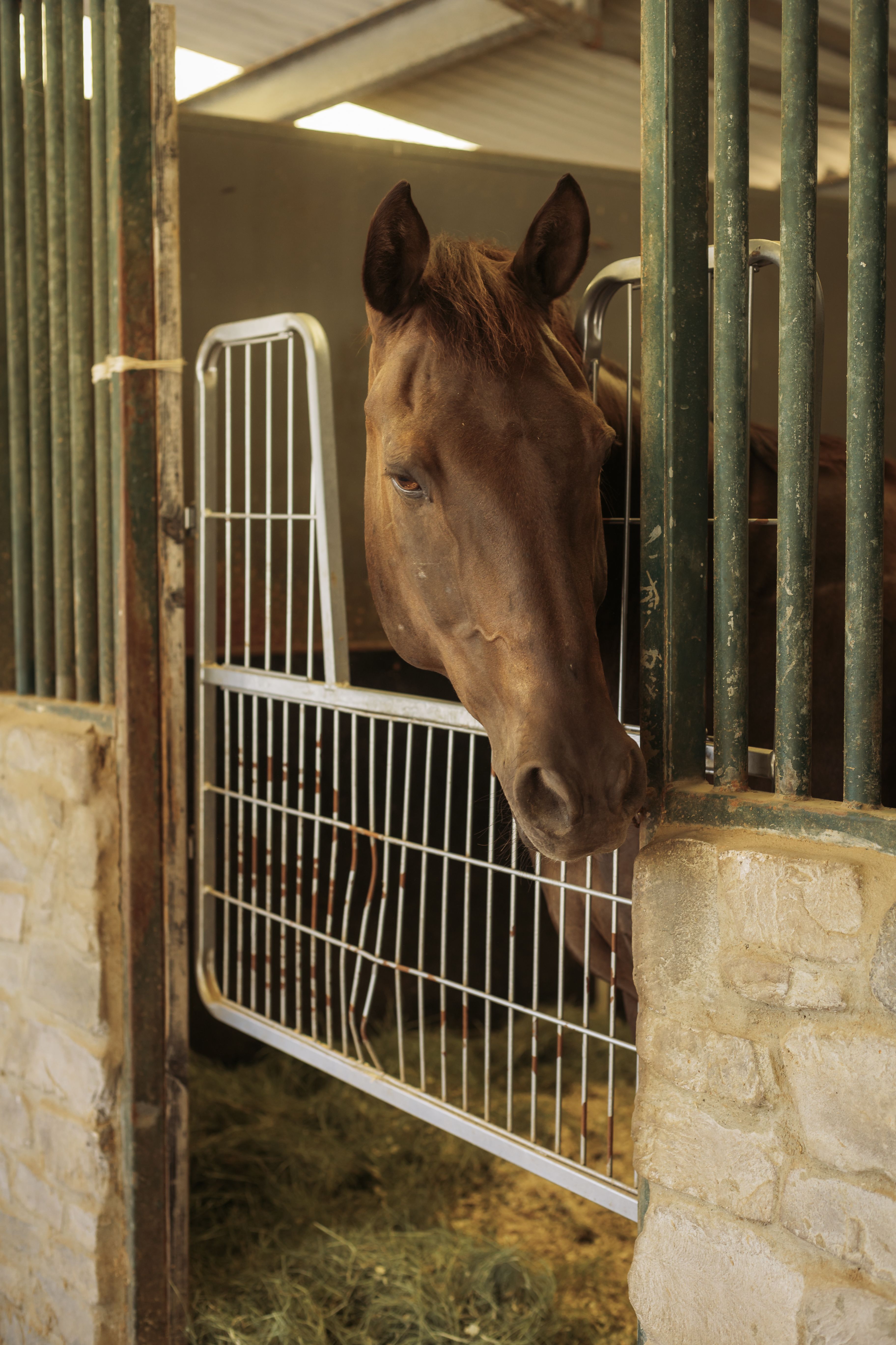A horse peers out from its stall