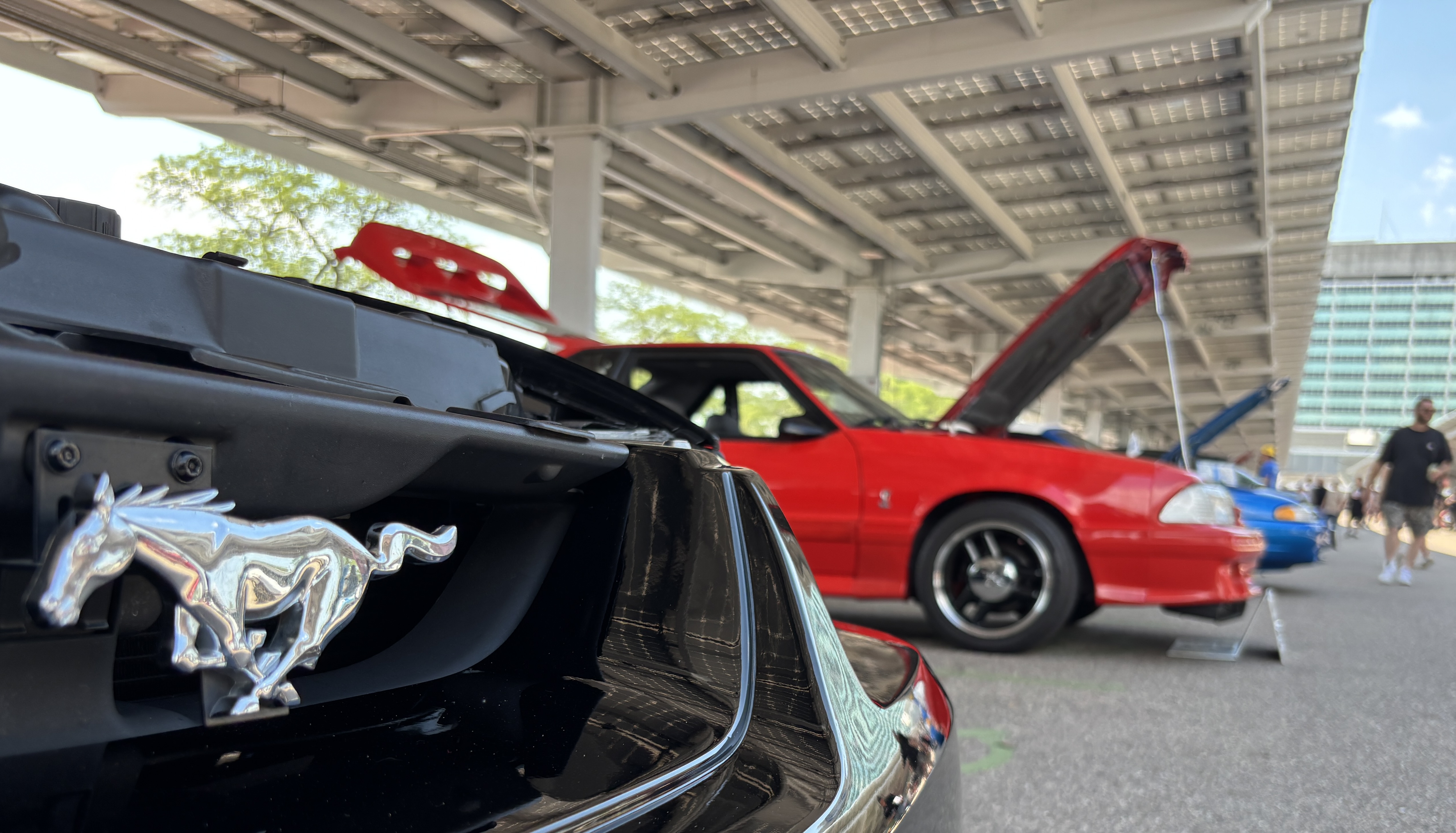 A close-up of a Mustang logo on the front of a car with other Mustangs in the background.